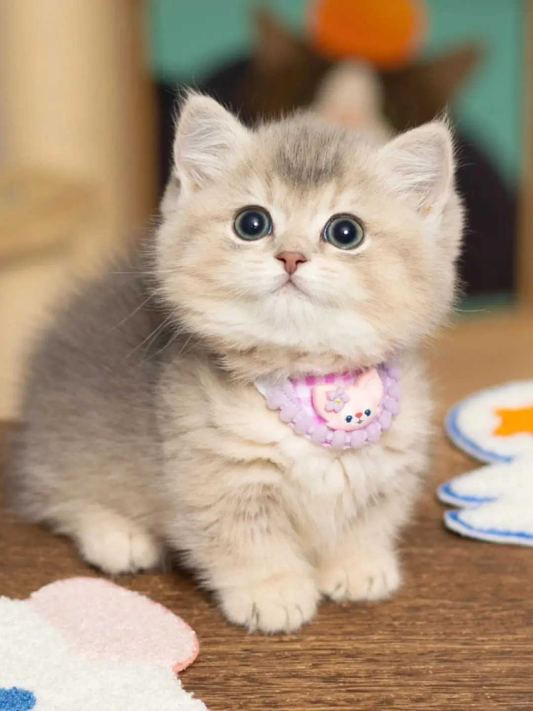 个人原因，8⃣️0️⃣一只（河北）