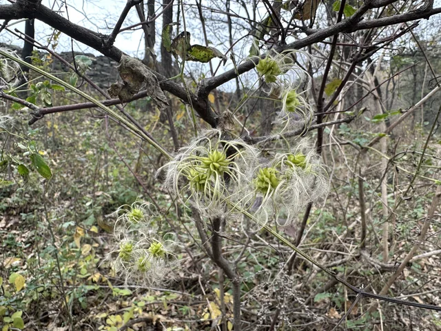 第一次遇见的铁线莲（？）