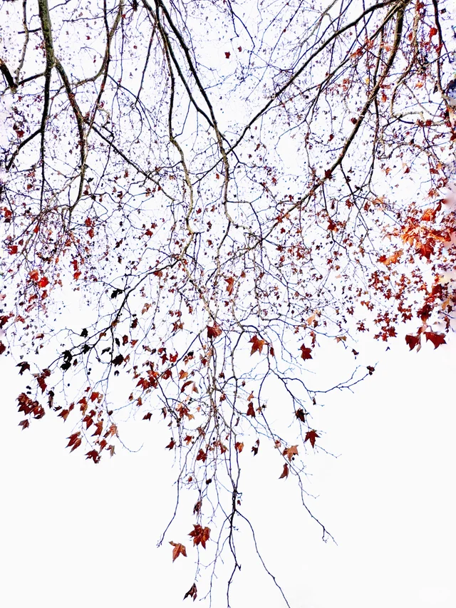 期待春的照面～?