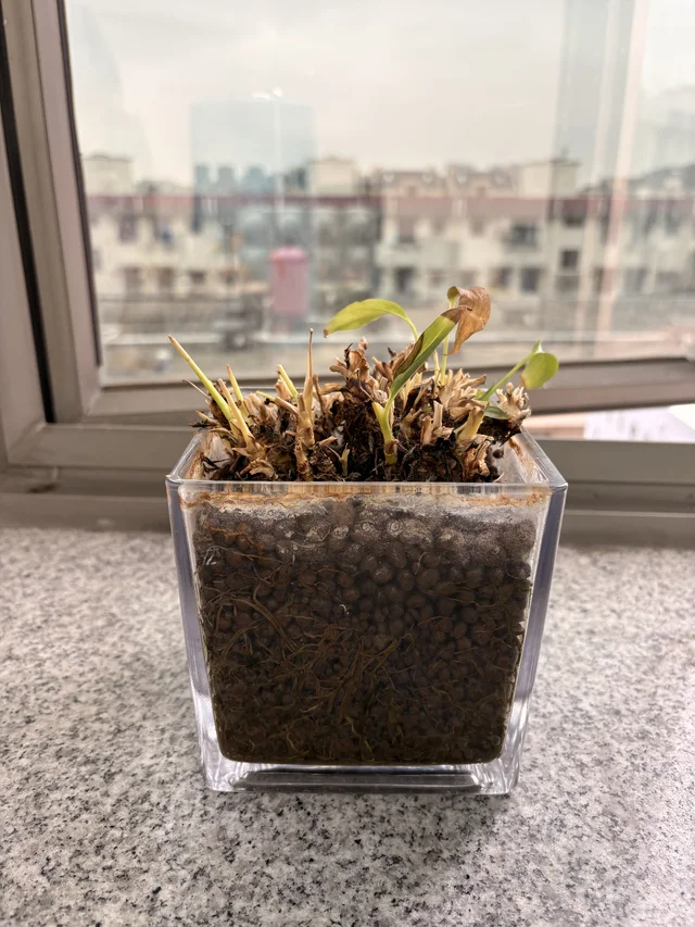 继承的绿植快养死了，还有救吗？