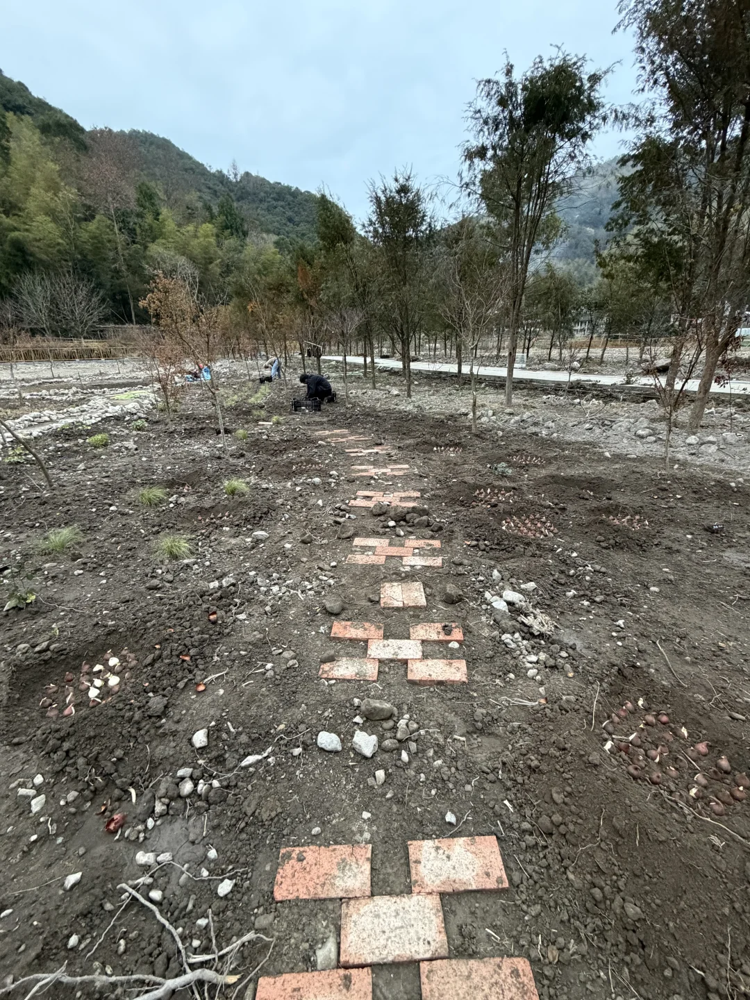 母鸡下蛋般 种郁金香