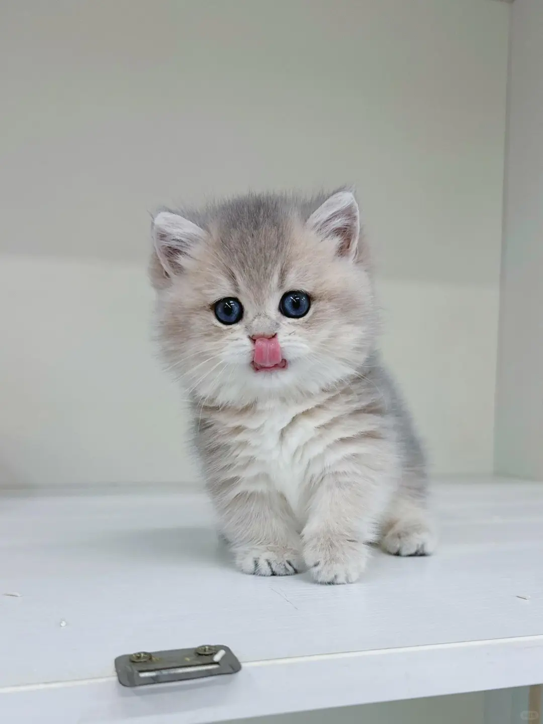 个人原因，8⃣️0️⃣一只（河北）