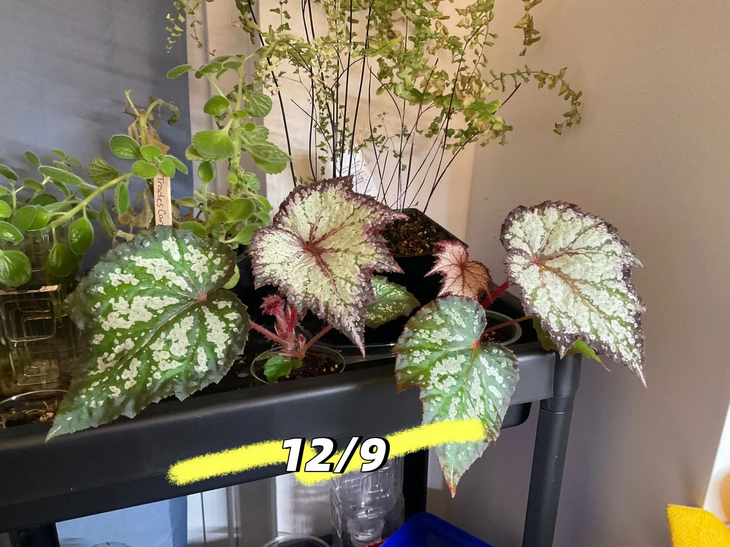 驯化浇水方式实验：2周