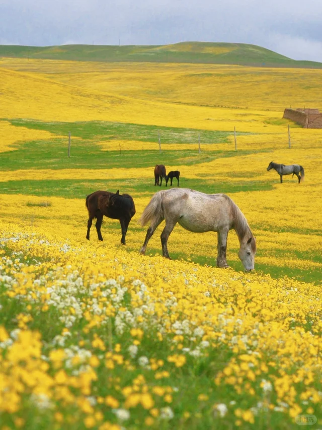 忘不掉伊犁野山花海的封神瞬间