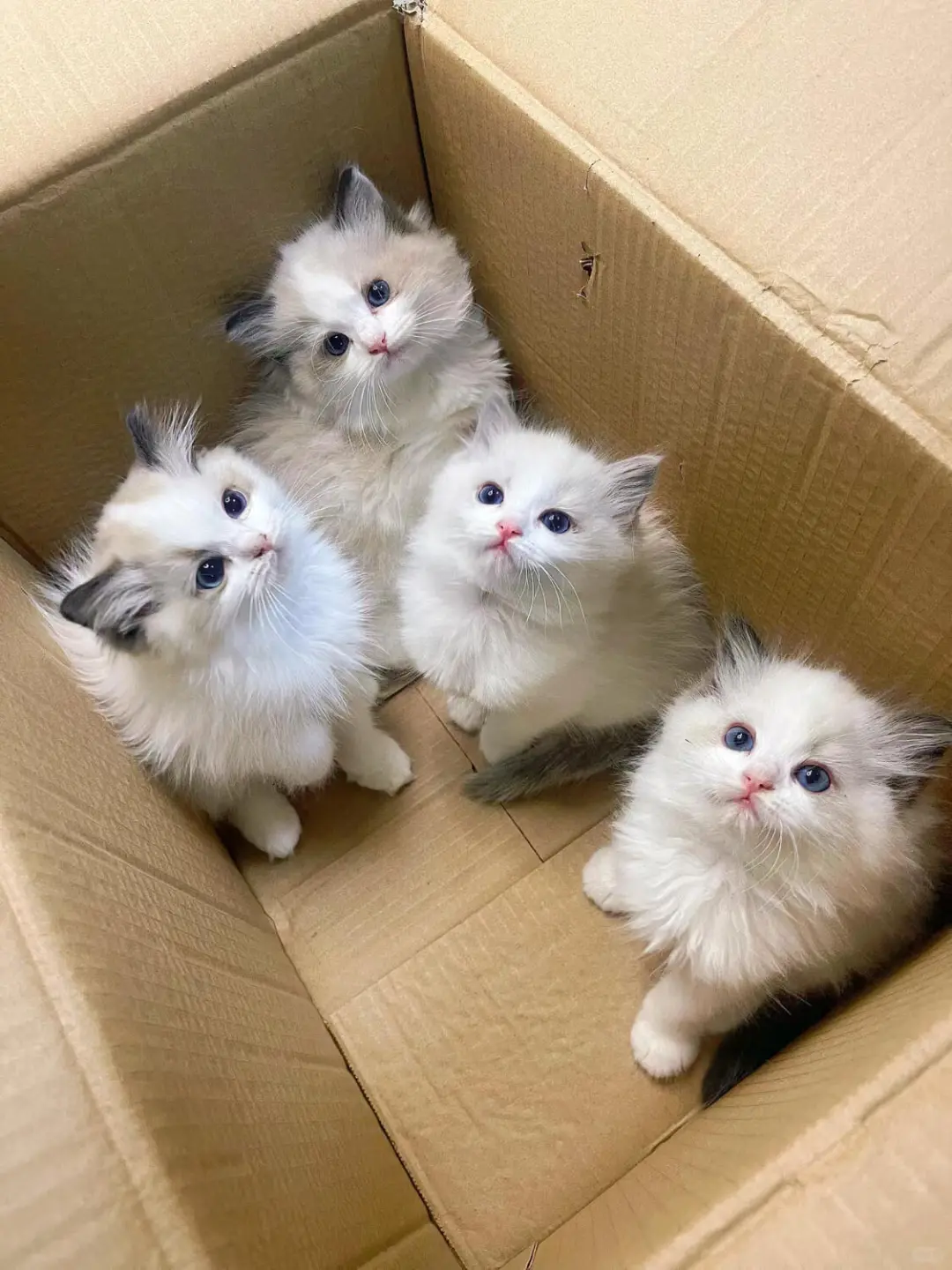 个人原因，8⃣️0️⃣一只（河北）