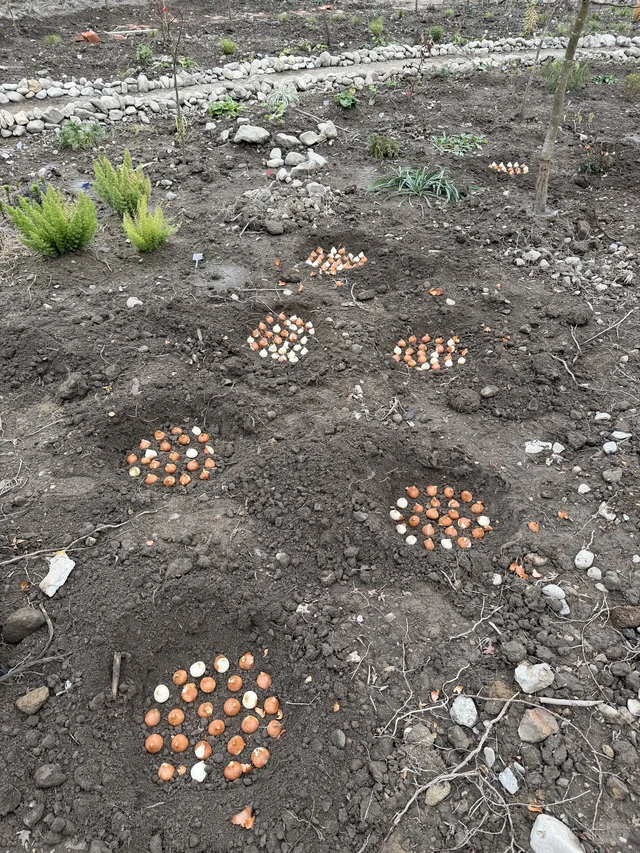 母鸡下蛋般 种郁金香