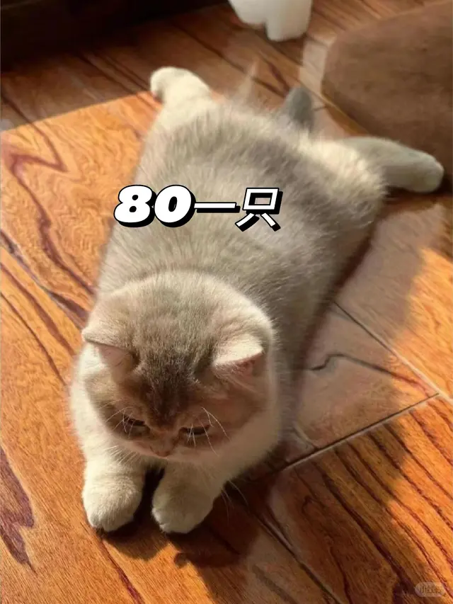 个人原因，8⃣️0️⃣一只（河北）