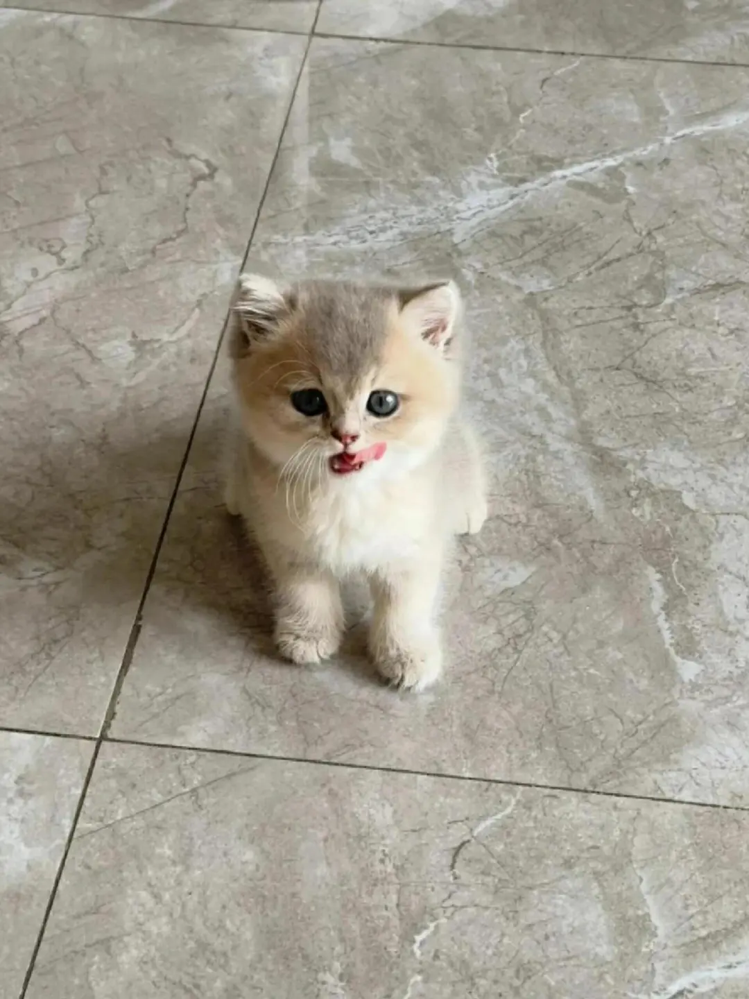 个人原因，8⃣️0️⃣一只（河北）