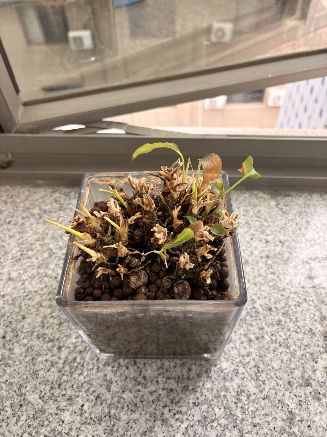 继承的绿植快养死了，还有救吗？