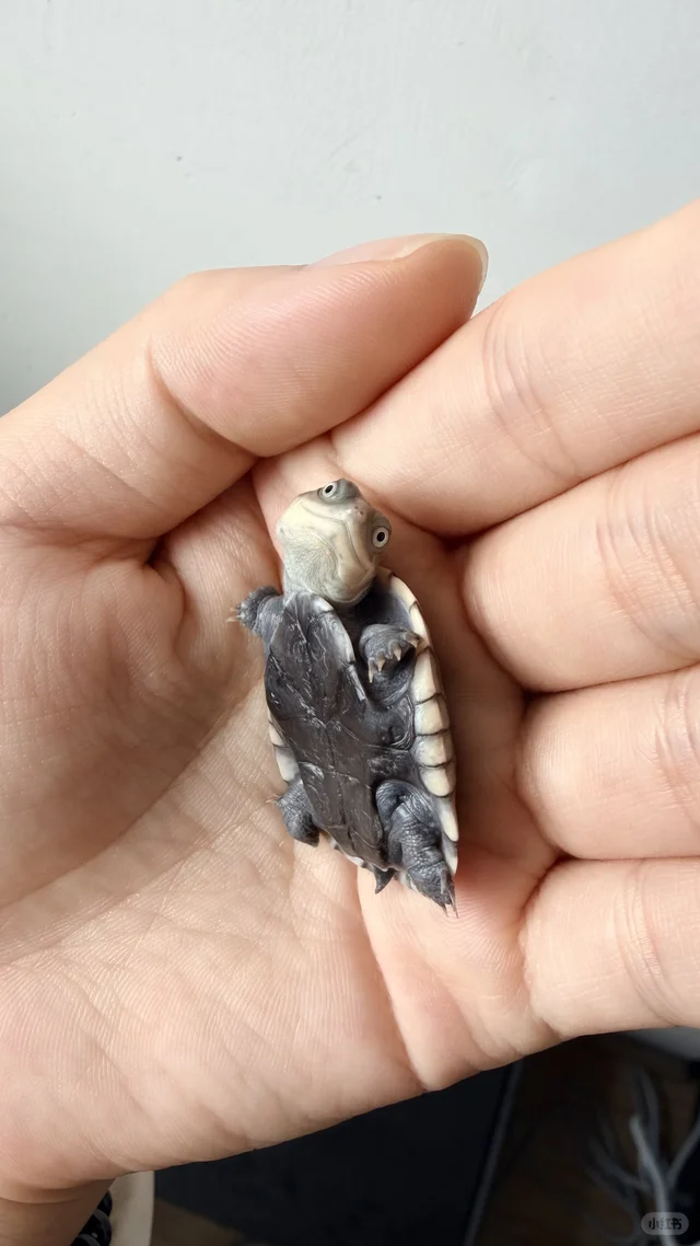 一想到它长大会变油腻