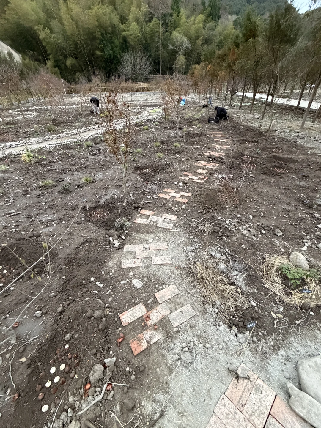 母鸡下蛋般 种郁金香