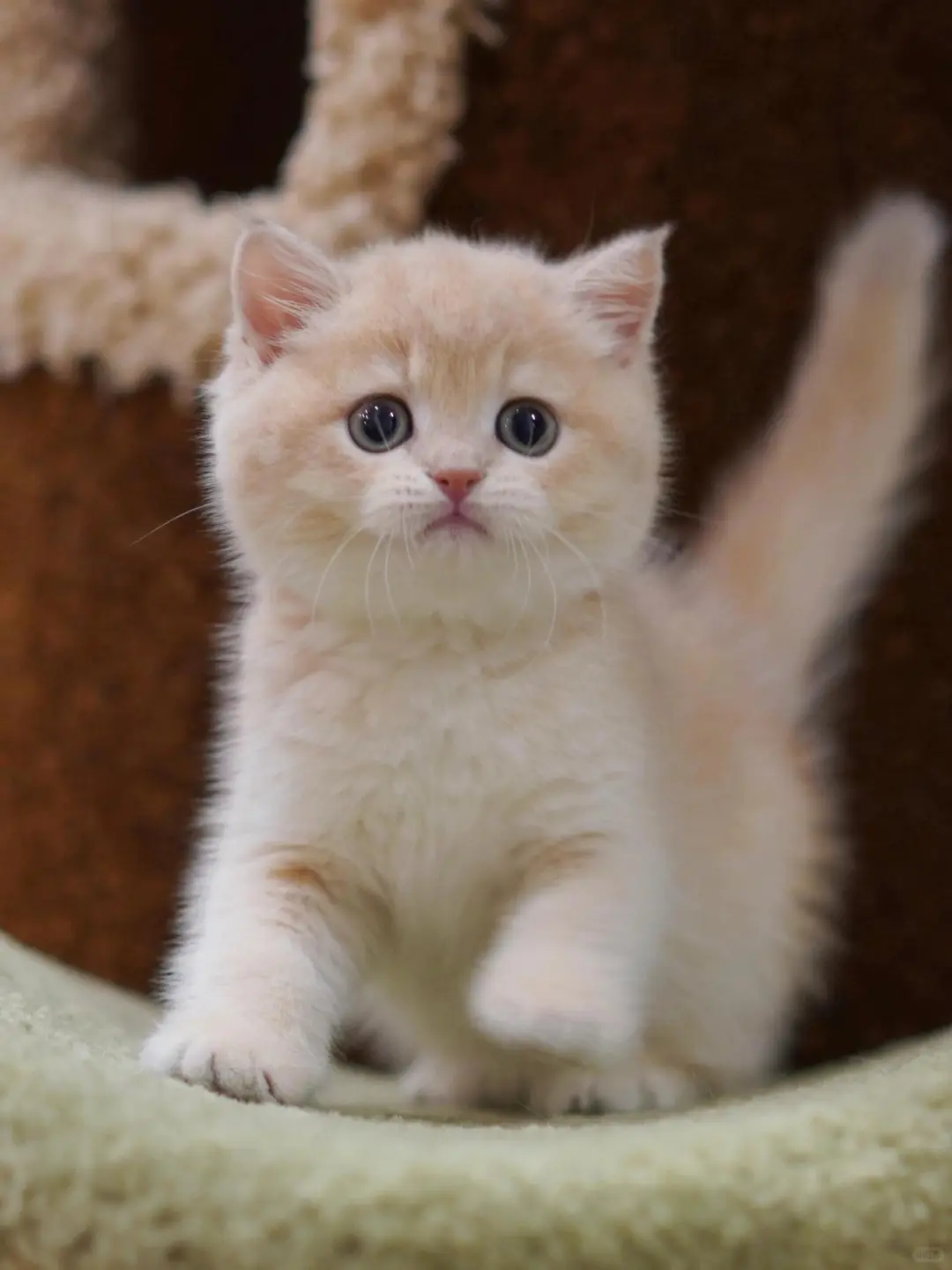 个人原因，8⃣️0️⃣一只（河北）