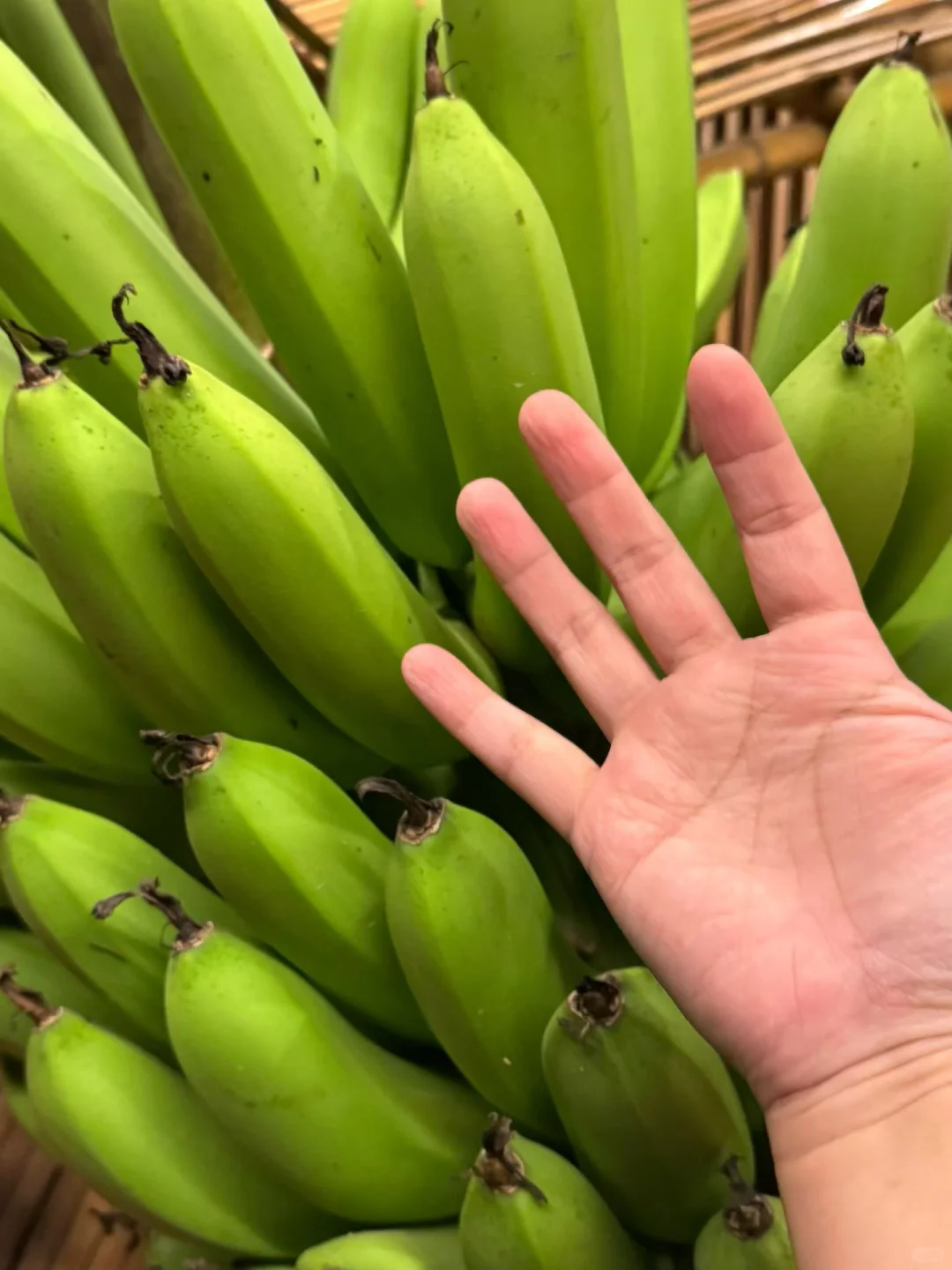 plog｜幸福寨屋 收获人生第一颗自种香蕉?