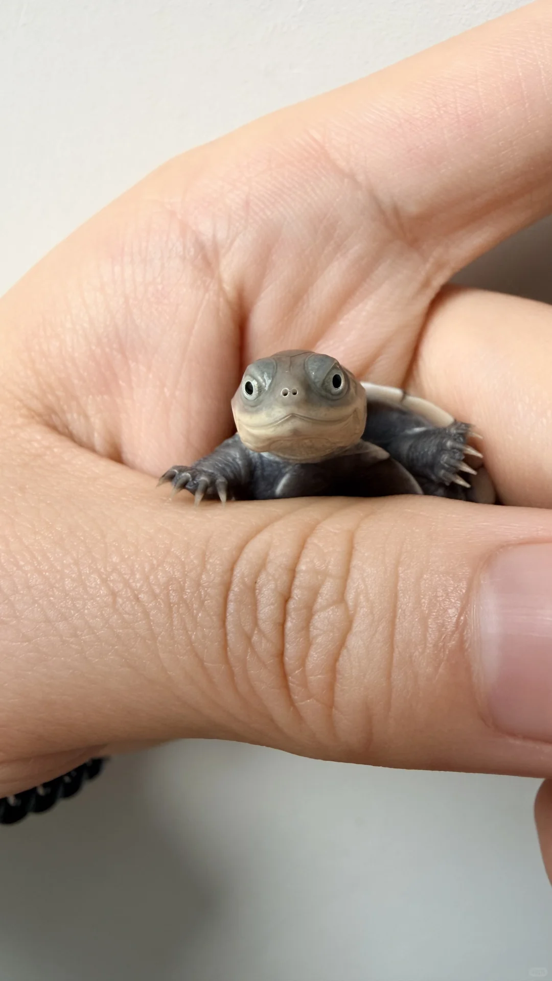 一想到它长大会变油腻