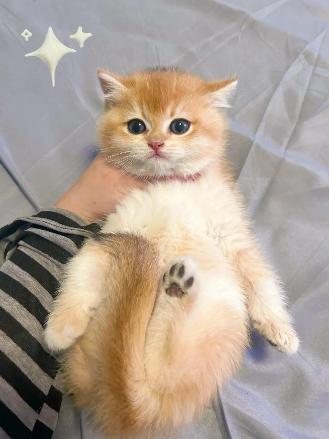 个人原因，8⃣️0️⃣一只（河北）