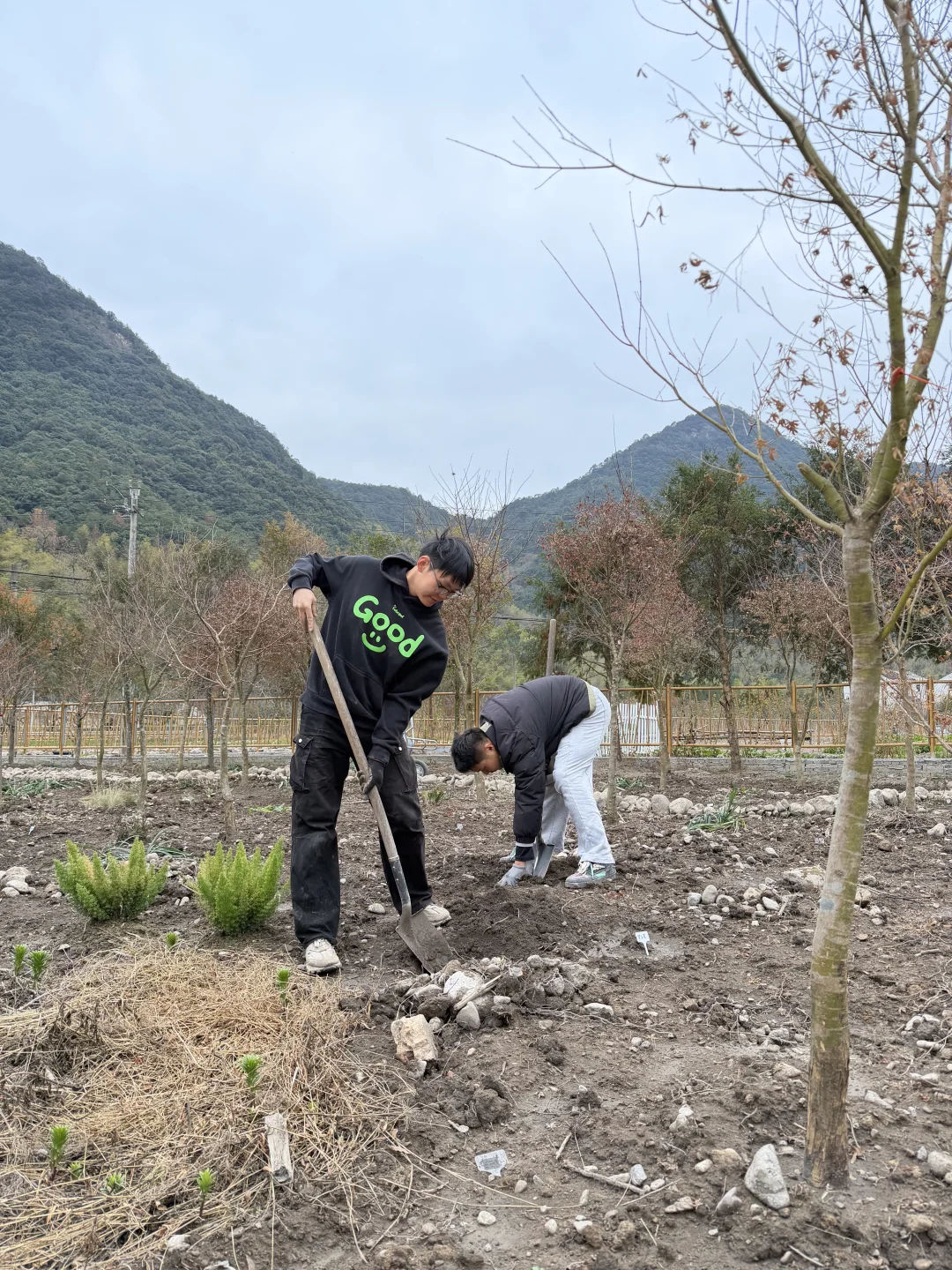 母鸡下蛋般 种郁金香