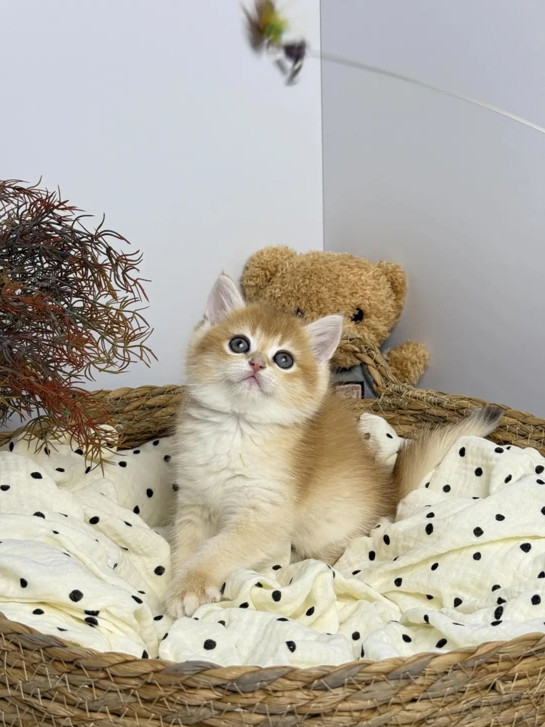 个人原因，8⃣️0️⃣一只（河北）