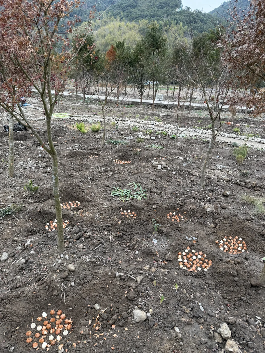 母鸡下蛋般 种郁金香