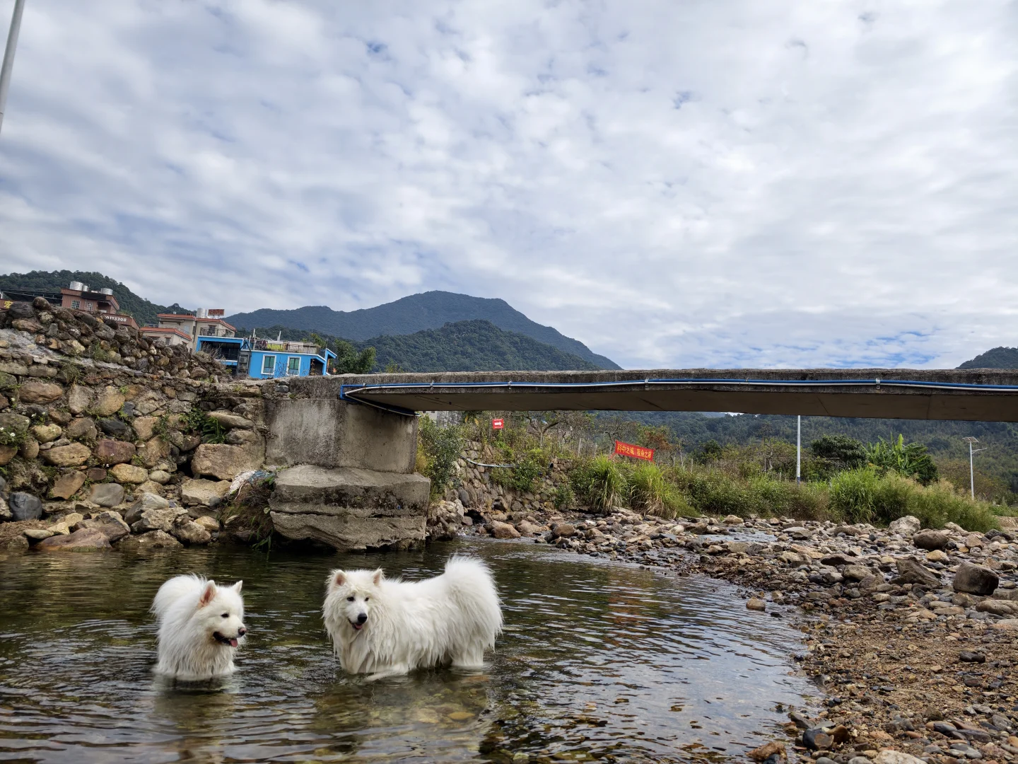 我那两个宝宝耶萨摩耶感受到了小狗的开心