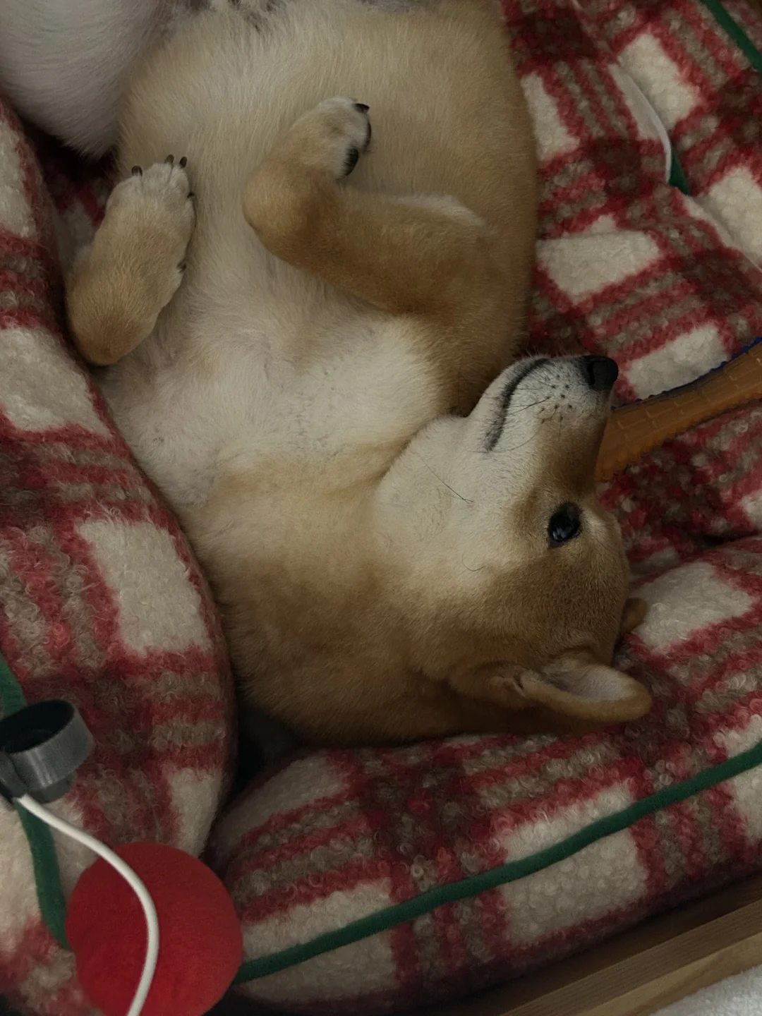 香香臭臭圣诞狗?