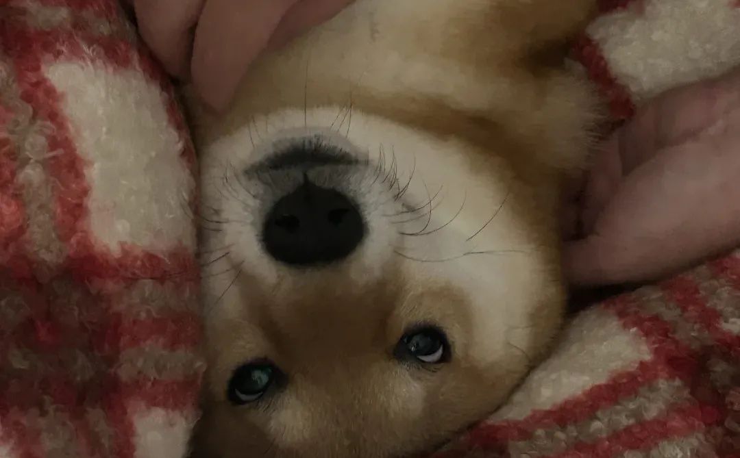 香香臭臭圣诞狗?