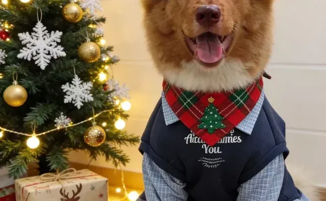 小男孩的圣诞照?