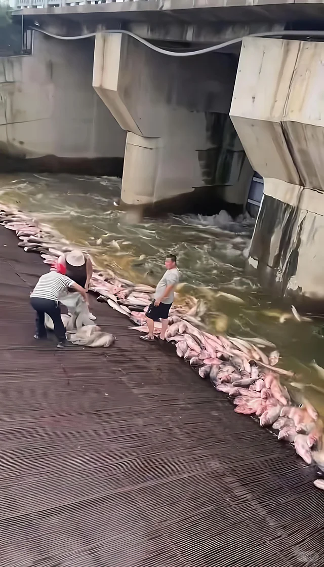 **钓鱼佬的春天，绝不空军**