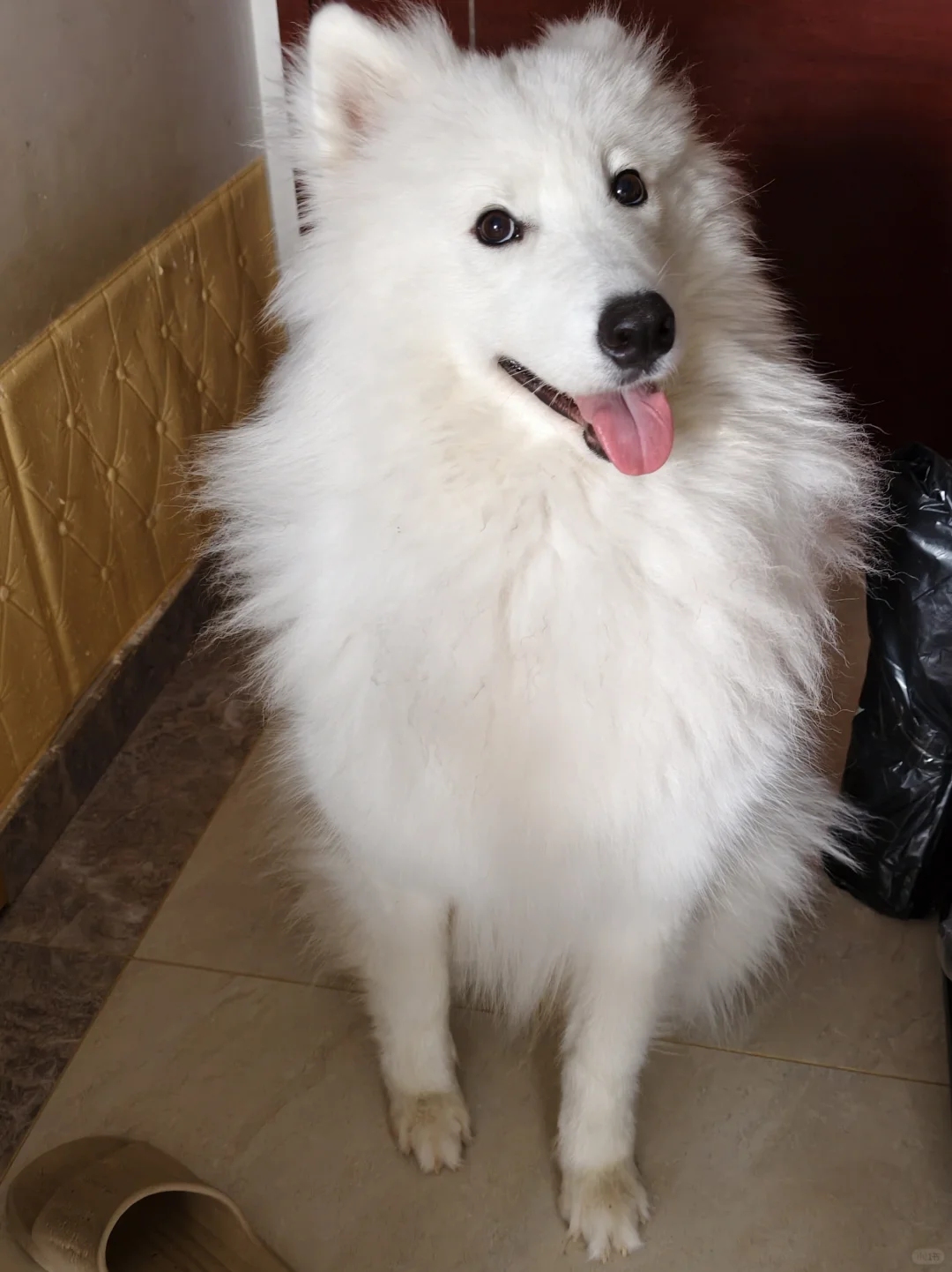 我那两个宝宝耶萨摩耶感受到了小狗的开心