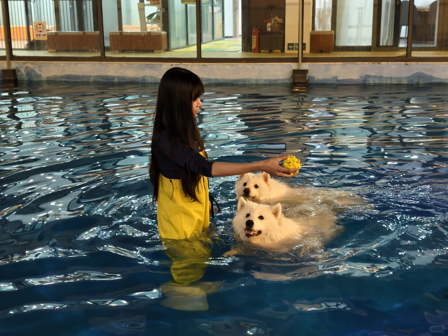 我那两个宝宝耶萨摩耶感受到了小狗的开心