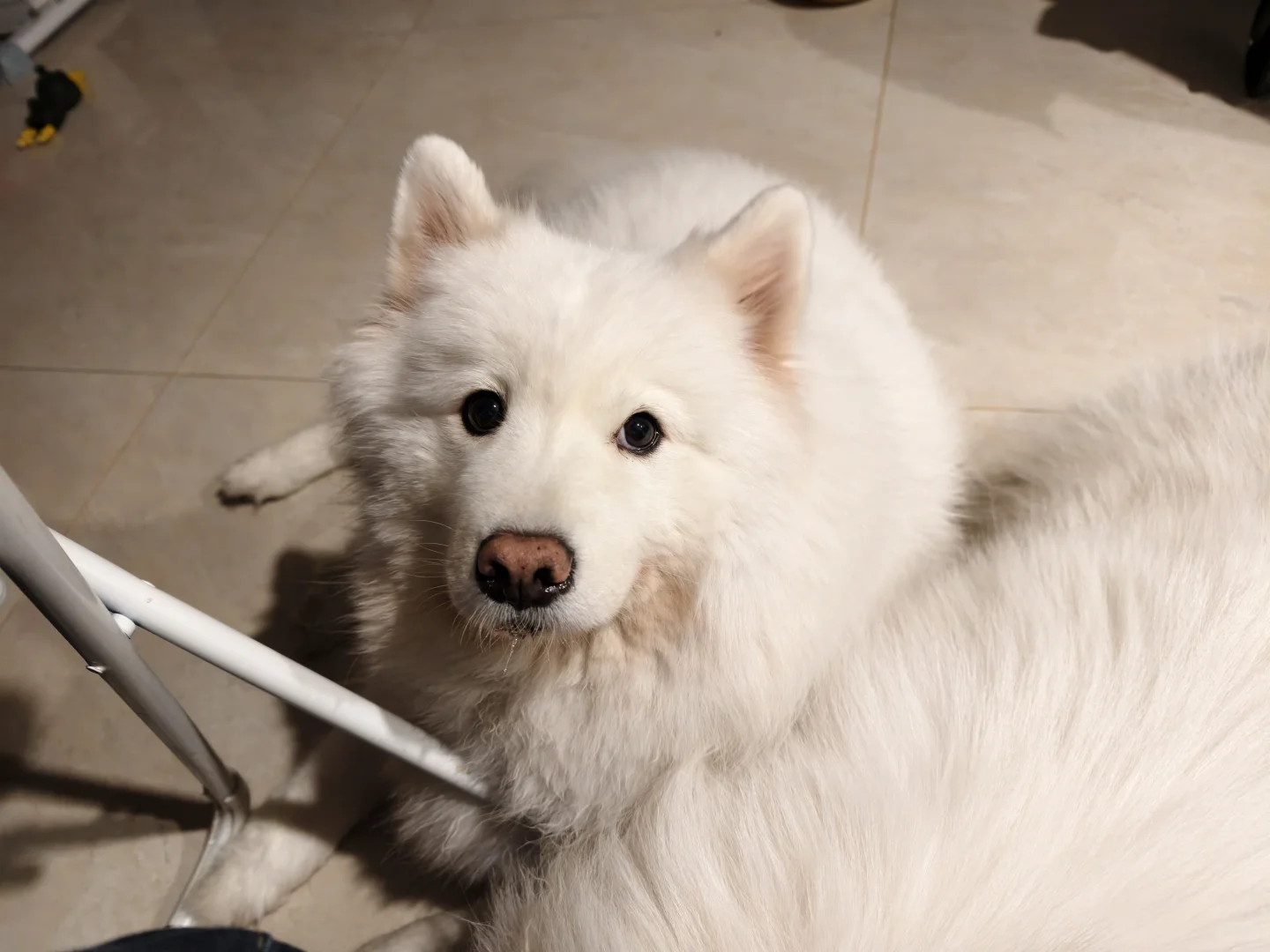 我那两个宝宝耶萨摩耶感受到了小狗的开心