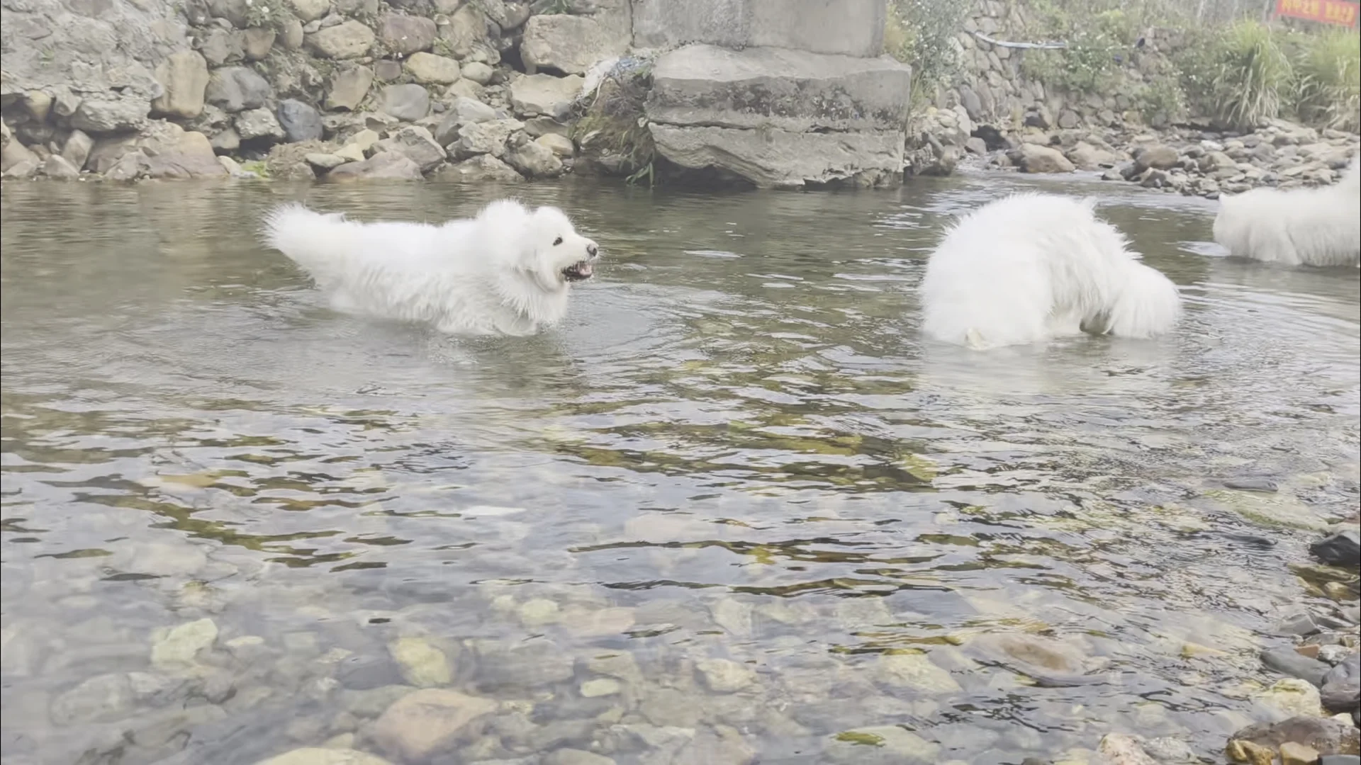 我那两个宝宝耶萨摩耶感受到了小狗的开心