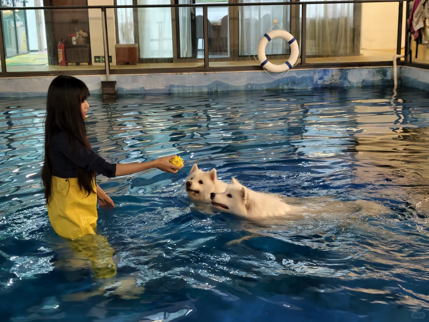 我那两个宝宝耶萨摩耶感受到了小狗的开心