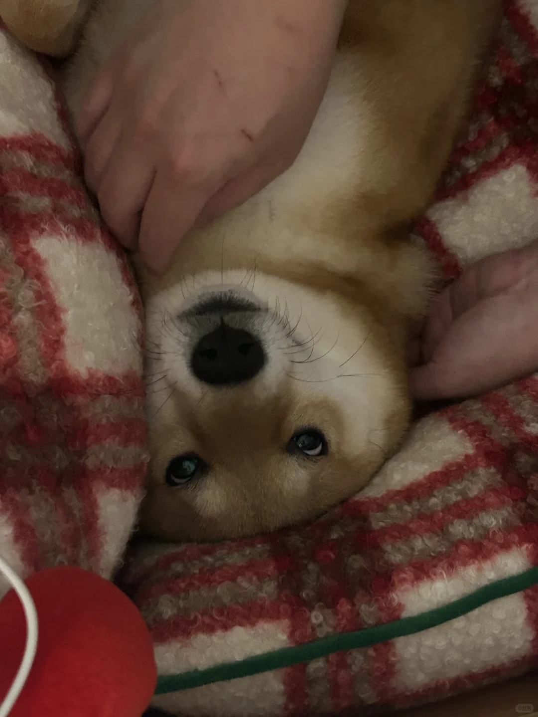 香香臭臭圣诞狗?