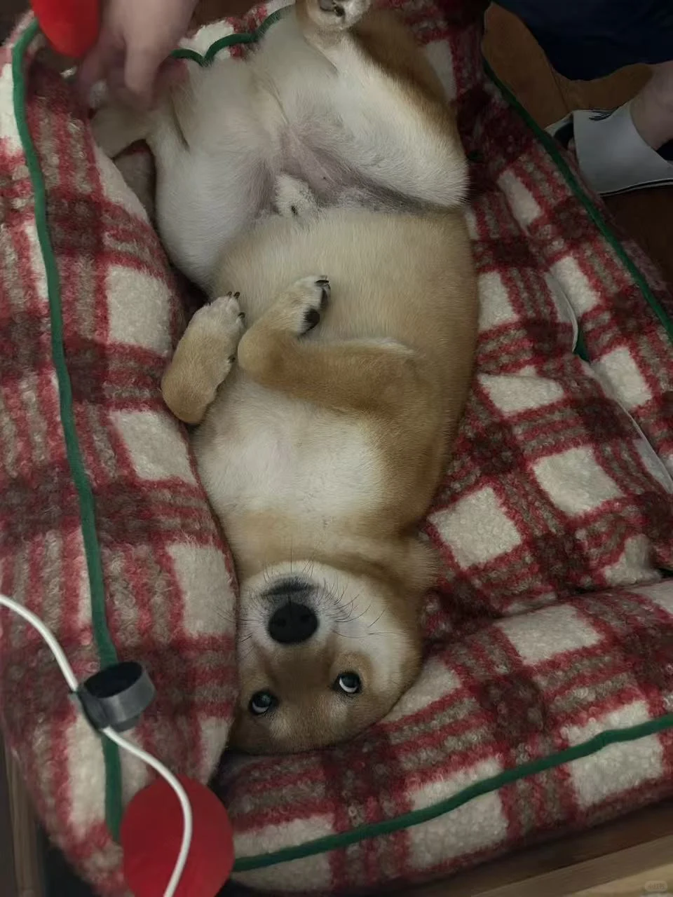 香香臭臭圣诞狗?