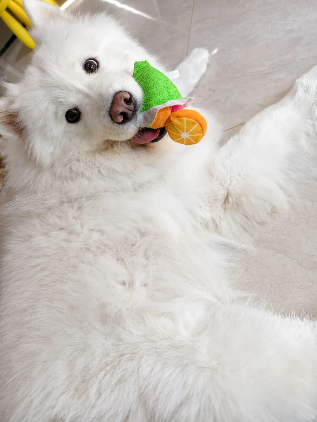 我那两个宝宝耶萨摩耶感受到了小狗的开心