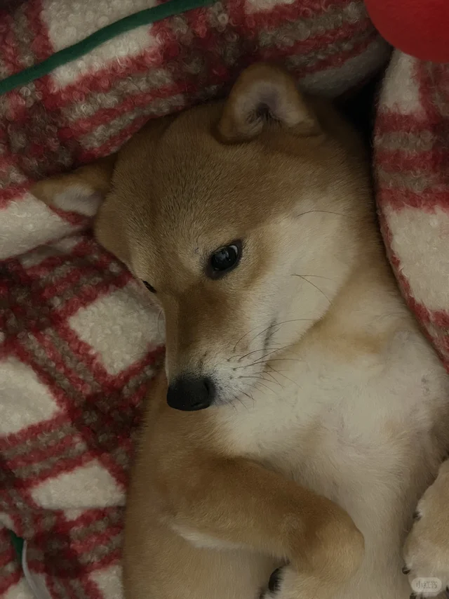 香香臭臭圣诞狗?