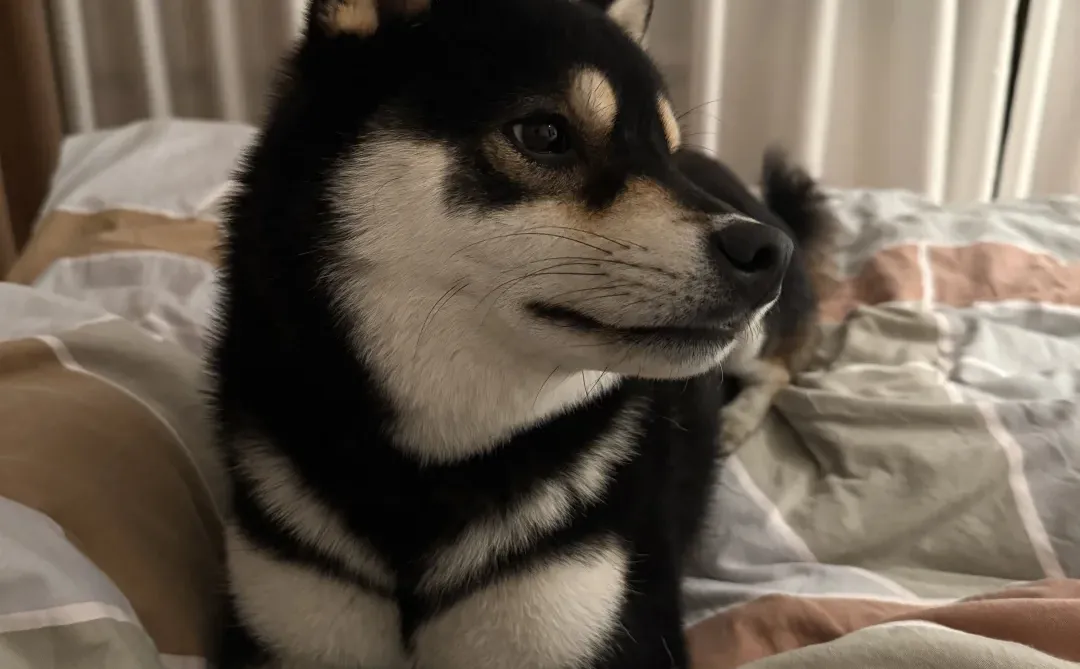 人类 我先睡了嗷