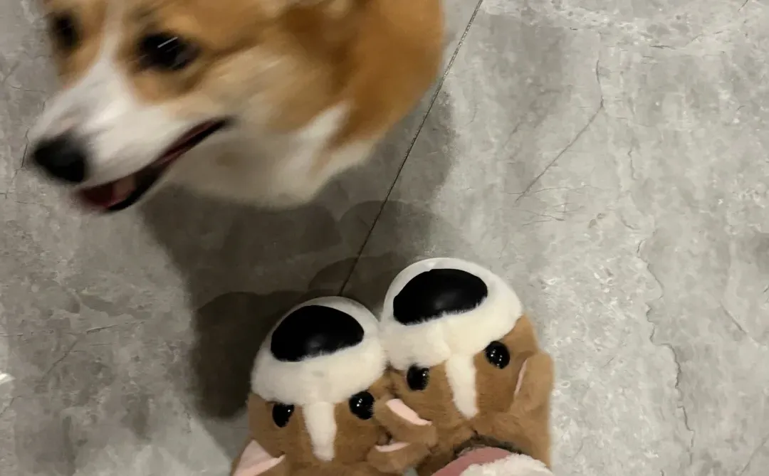 让小狗看镜头不容易