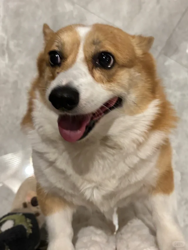 让小狗看镜头不容易