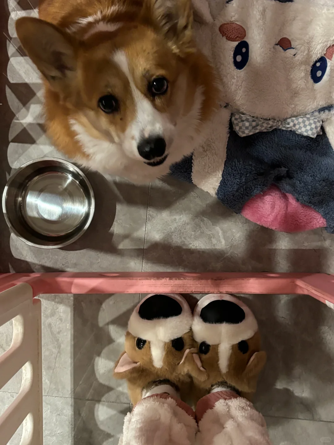 让小狗看镜头不容易