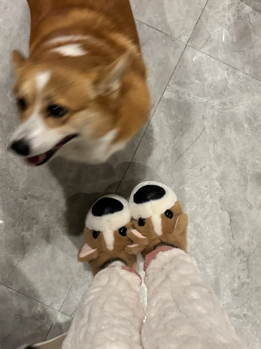 让小狗看镜头不容易