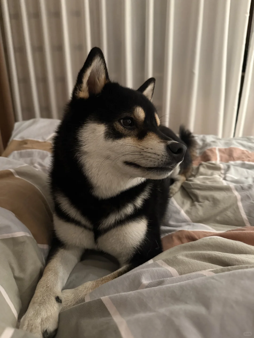 人类 我先睡了嗷