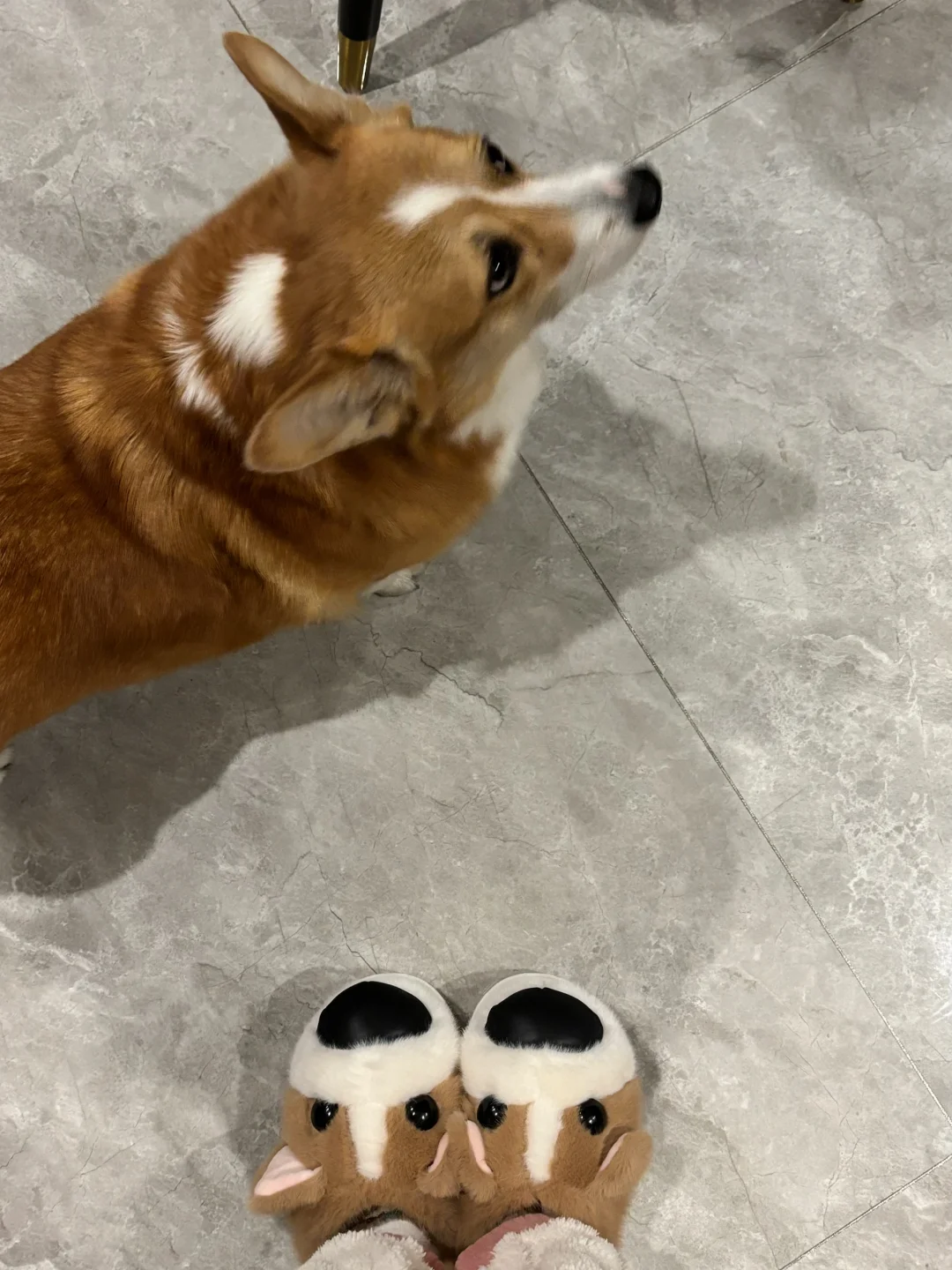 让小狗看镜头不容易