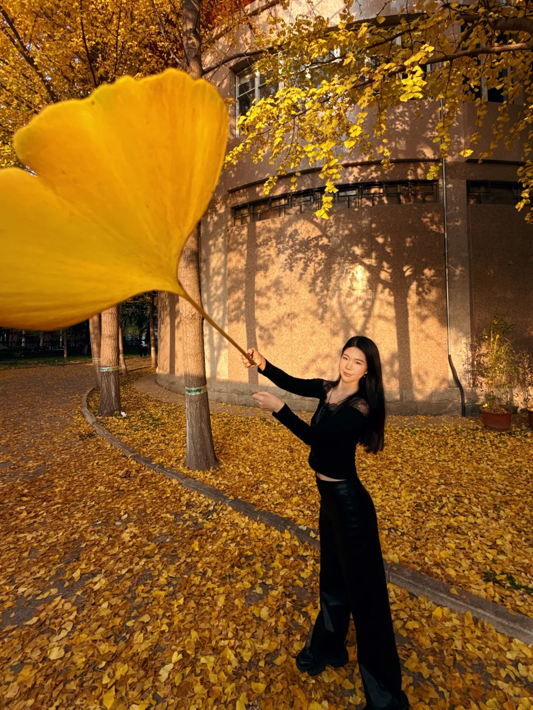 （石家庄）……顶美银杏大道……全免费～