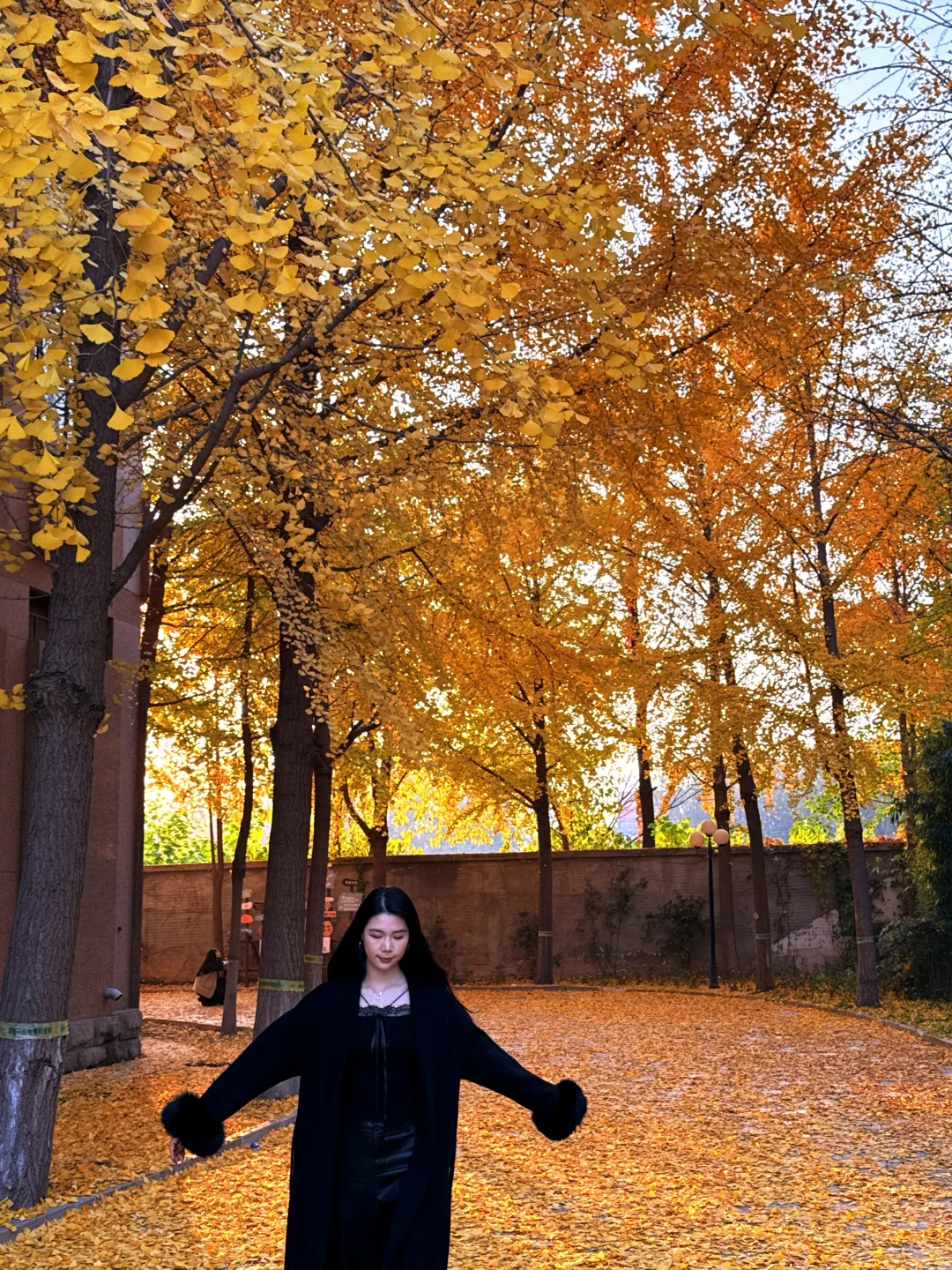 （石家庄）……顶美银杏大道……全免费～