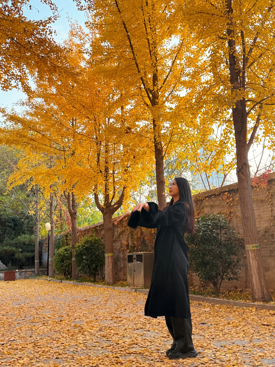 （石家庄）……顶美银杏大道……全免费～