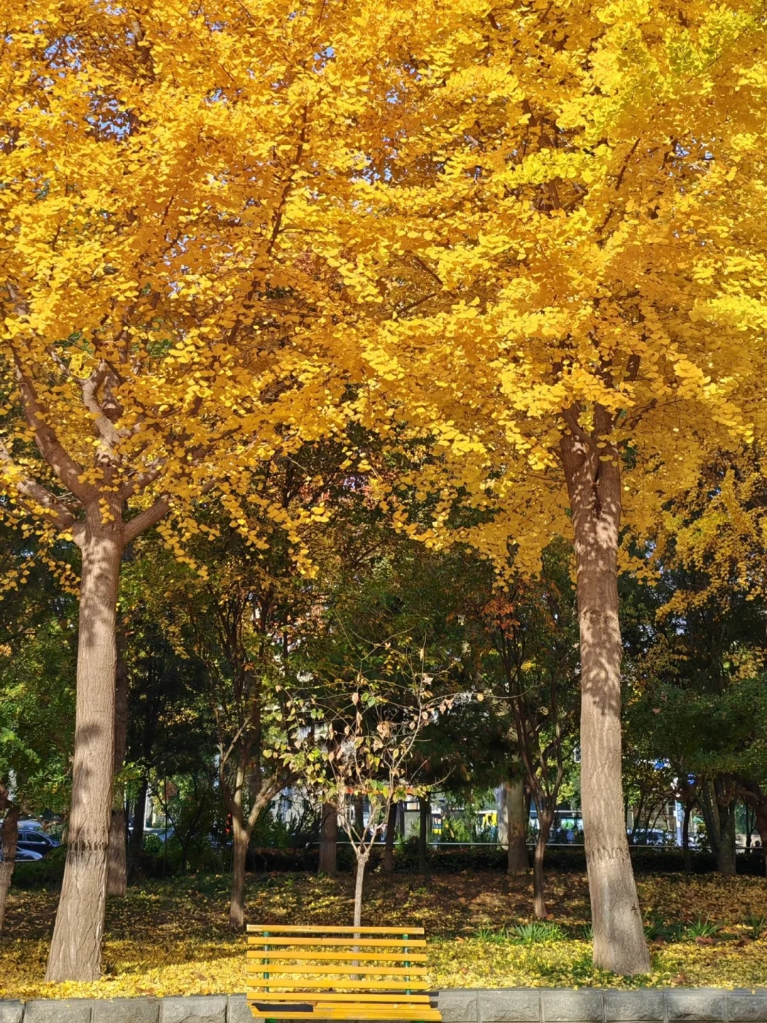 📍石家庄！赏秋好去处！6️⃣个公园合集