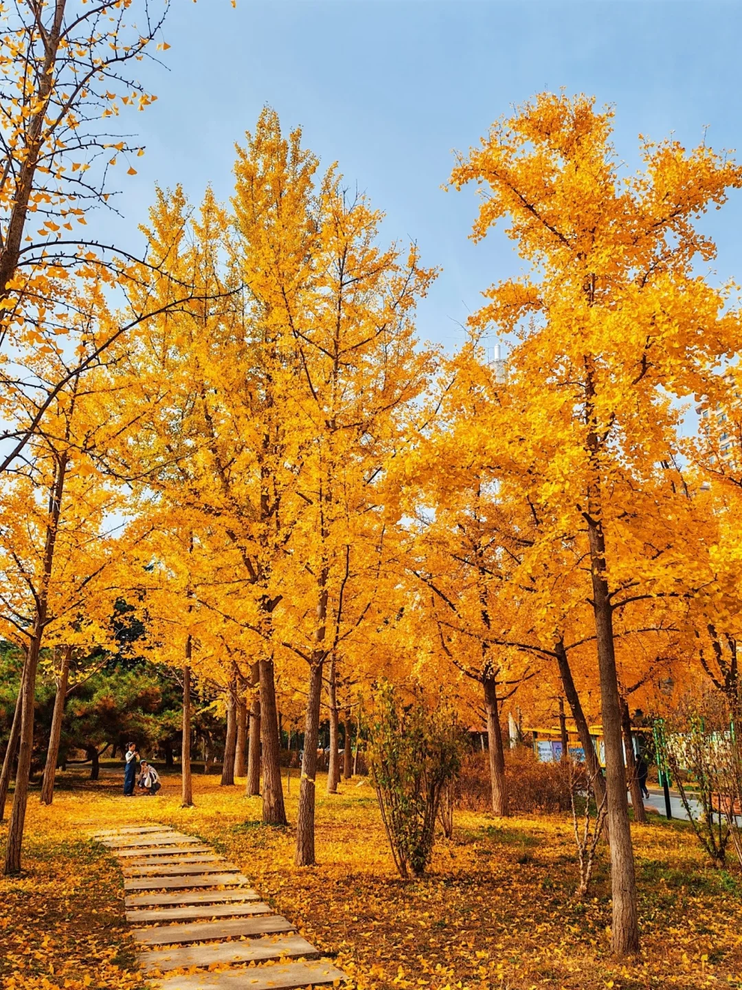 📍石家庄！赏秋好去处！6️⃣个公园合集