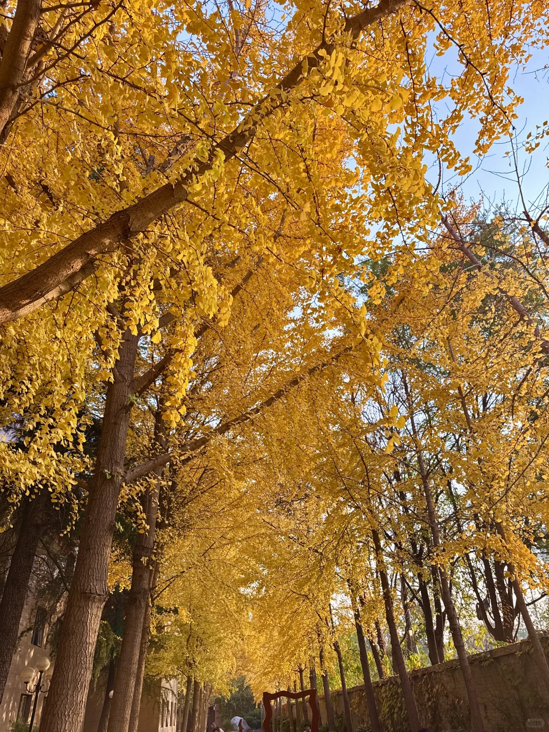 （石家庄）……顶美银杏大道……全免费～