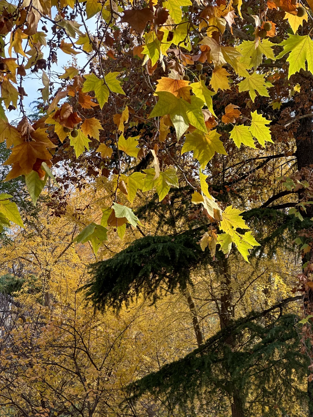 每个南方宝宝都应该逛一次北方的公园